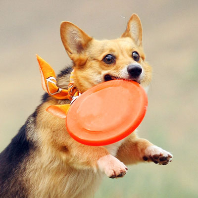 Sirius Dog – Dog Training, Boarding, Daycare