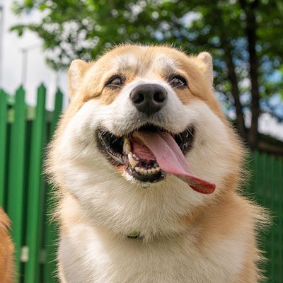 Sirius Dog – Dog Training, Boarding, Daycare
